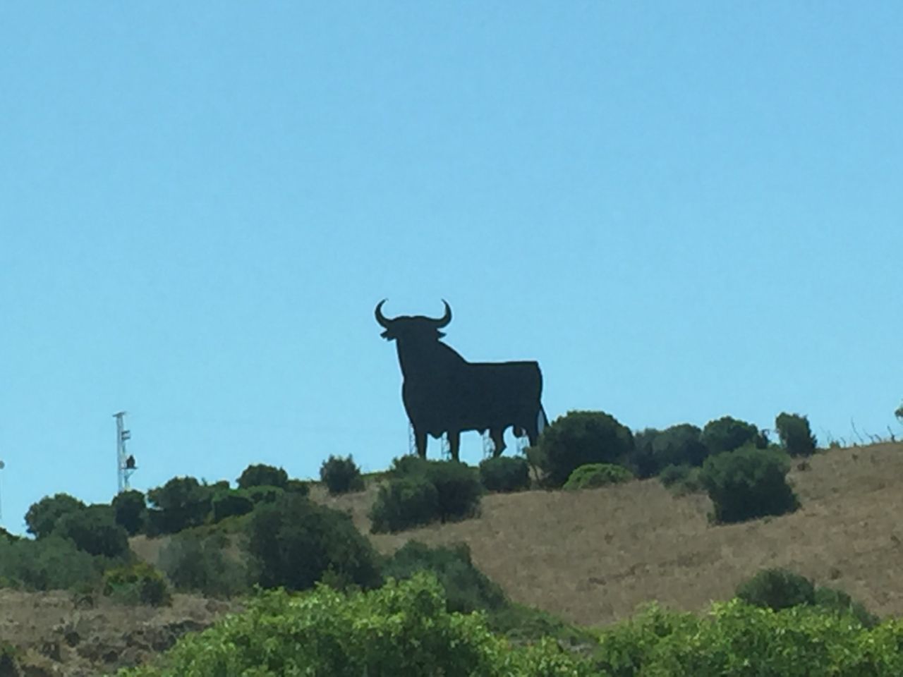 el toro #whydontyou